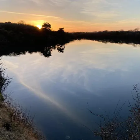 Kingdom - Parrot * Millom